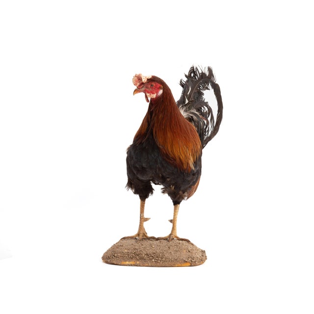 Life-Size Gamecock Taxidermy Mount Brilliant Red Orange Plumage Sand Mount Rooster For Sale - Image 11 of 17