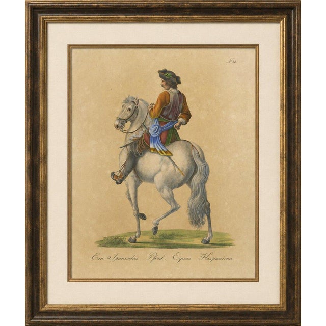 Antique Andalusian Horse Lithograph by Brodtmann, Equus Hispanicus 1816 This elegant and finely hand-colored antique...