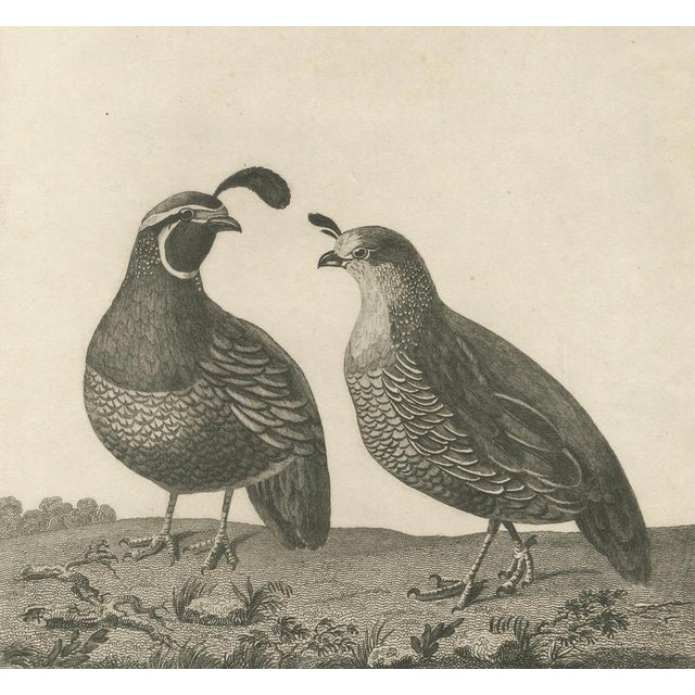 California Quail Pair, 1798, Print For Sale - Image 5 of 10