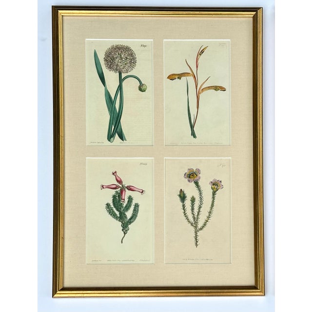 Original copper engravings by William Curtis, 1806. Custom framed with UV-resistant glass and a gold frame. Dimensions: 16...