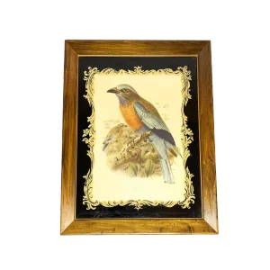19th Century Antique John Gerald Keulemans Framed Hand-Colored Burmese Roller Bird Lithograph