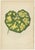 Paper E.J. Lowe and W. Howard, Botanical Prints, 1891, Paper, Set of 8 For Sale - Image 7 of 10