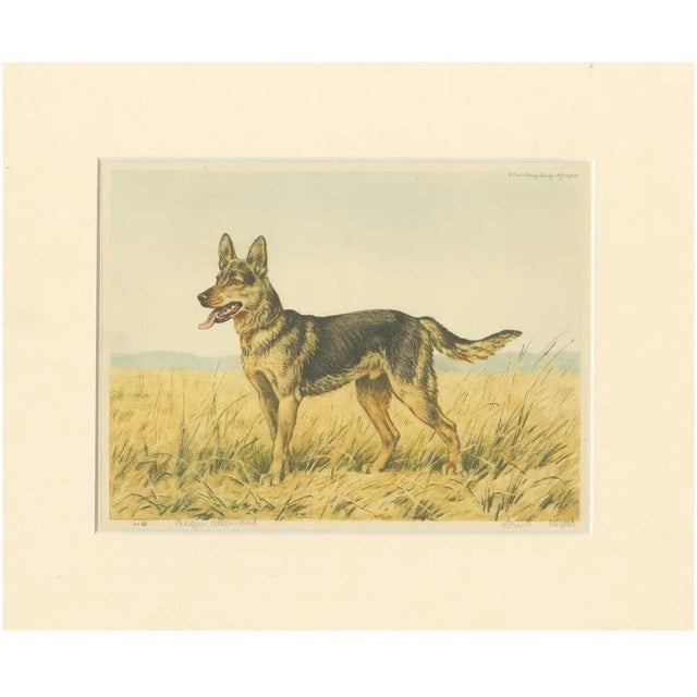 Paper Paul Wood, German Shepherd in a Scenic Meadow, 1930s, Hand-Colored Aquatint For Sale - Image 7 of 7