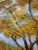 1970s Vintage Impressionist Autumn Landscape Oil on Masonite Board – Framed For Sale - Image 11 of 14
