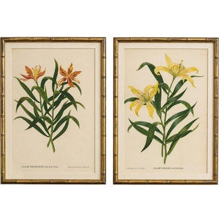 After Siebold & De Vriese, Botanical Illustration of Lilium Partheneion & Coridion, 1856, Prints, Set of 2 For Sale