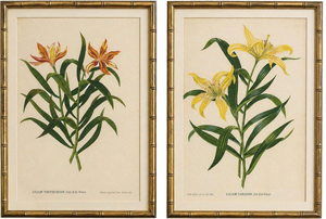 After Siebold & De Vriese, Botanical Illustration of Lilium Partheneion & Coridion, 1856, Prints, Set of 2