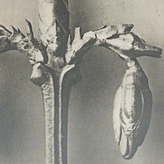 Karl Blossfeldt, Black and White Botanical Image, 1942, Photogravure, Framed For Sale - Image 15 of 16