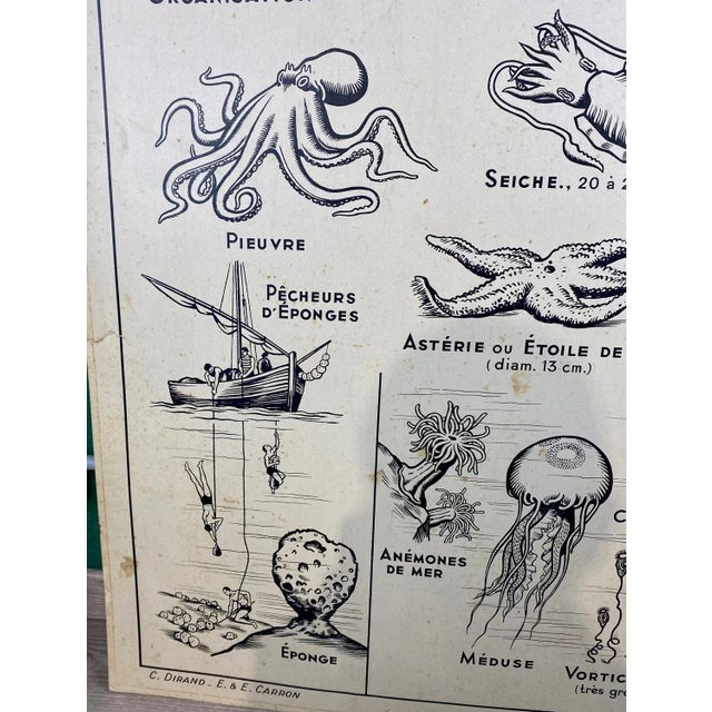 French Double-Sided Poster of Mollusks and Crustaceans For Sale - Image 10 of 18