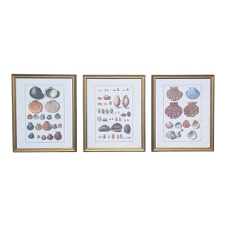 Vintage Coastal Seashell Clamshell Framed Prints- Set of 3 For Sale