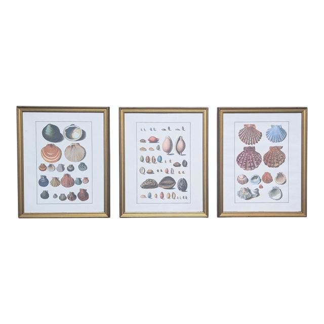 Vintage Coastal Seashell Clamshell Framed Prints- Set of 3 For Sale