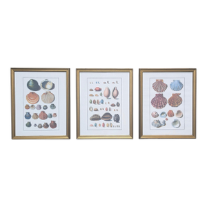 Vintage Coastal Seashell Clamshell Framed Prints- Set of 3