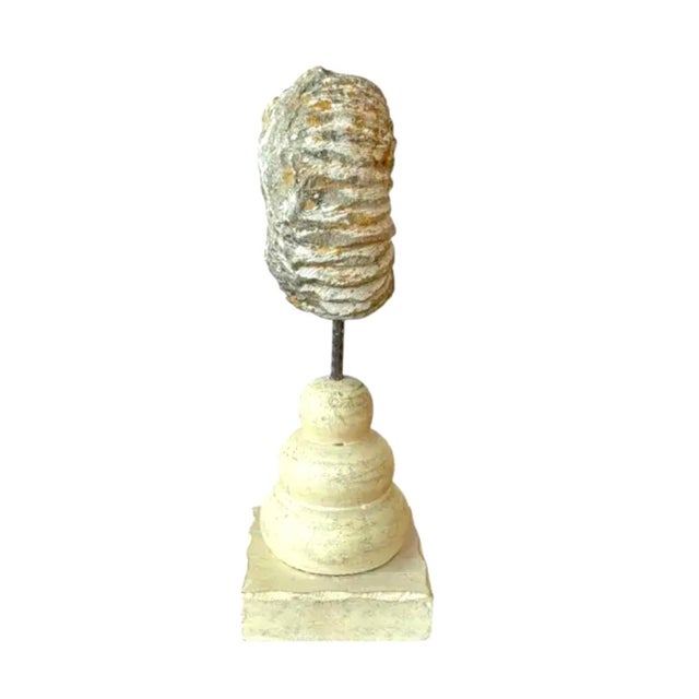Ancient Ammonite Fossil on Wooden Stand. Dating back 95-100 million years these ammonites once thrived in warm prehistoric...
