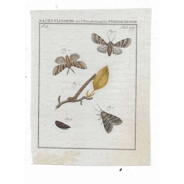 Hand colored engravings of moths and butterflies from "Beschouwing der wonderen Gods in de Minstgeachtte Schepzelen of...