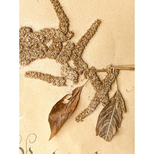 Antique French Framed Herbarium Amaranth Specimen and Blackletter Calligraphy For Sale - Image 4 of 4