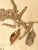 Antique French Framed Herbarium Amaranth Specimen and Blackletter Calligraphy For Sale - Image 4 of 4