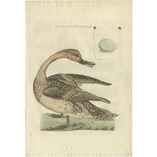 Sepp & Nozeman, Female Northern Pintail, 1789, Paper For Sale