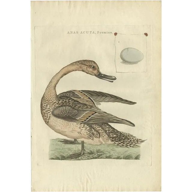 Sepp & Nozeman, Female Northern Pintail, 1789, Paper For Sale
