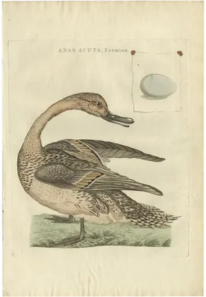 Sepp & Nozeman, Female Northern Pintail, 1789, Paper