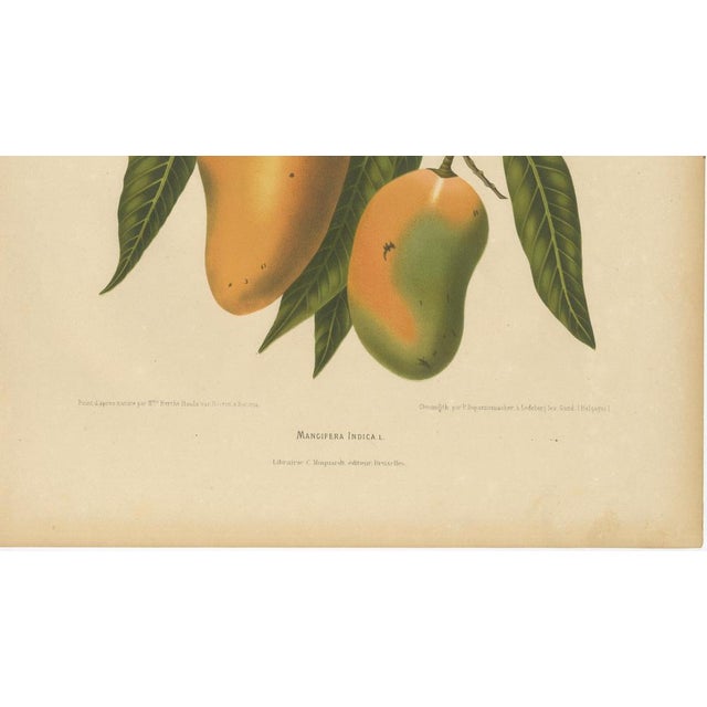 Hoola van Nooten, Mango Botanical, 1880, Chromolithograph For Sale - Image 5 of 9