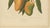 Hoola van Nooten, Mango Botanical, 1880, Chromolithograph For Sale - Image 5 of 9
