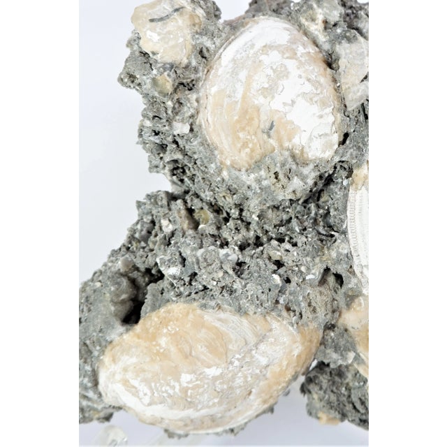 Industrial Cluster Fossil Clams Mercenaria Permagna For Sale - Image 3 of 5
