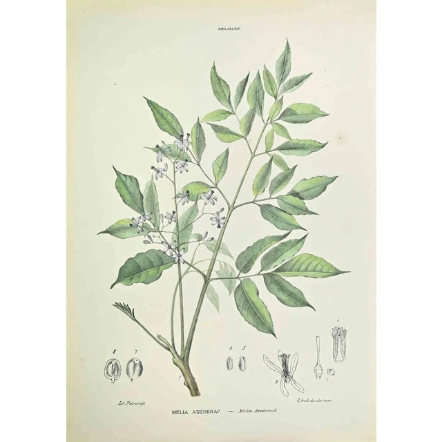Vincenzo Tenore, Melia Azedarach, Lithograph, 1870s For Sale