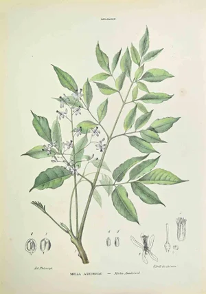 Vincenzo Tenore, Melia Azedarach, Lithograph, 1870s