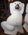 Pair of Antique Old Staffordshire Dogs With Newcomb Collage in New Orleans Provenance For Sale - Image 10 of 15