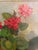 1960s Vintage Oil Painting of Geraniums in Pots For Sale - Image 5 of 10