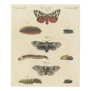 Bertuch, Garden Tiger Moth and Emperor Moth, 1805, Print For Sale