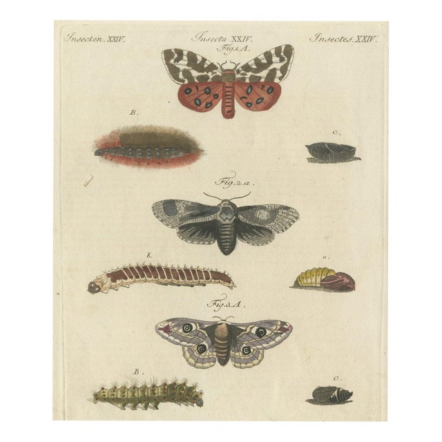 Bertuch, Garden Tiger Moth and Emperor Moth, 1805, Print For Sale