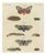 Bertuch, Garden Tiger Moth and Emperor Moth, 1805, Print For Sale