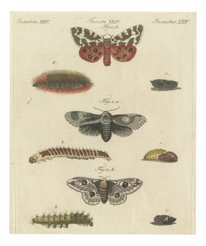 Bertuch, Garden Tiger Moth and Emperor Moth, 1805, Print