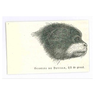 Paul Gervais, Marmosets, Original Lithograph, 1854 For Sale