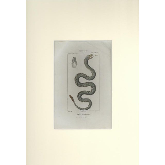 This is one of the illustrations of "Dizionario di scienze naturali" (Natural sciences dictionary) edited by Battelli nel...