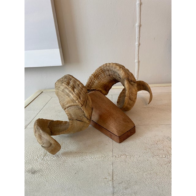 Mid 20th Century Folk Art Ram's Horn Wall Mount For Sale - Image 12 of 13