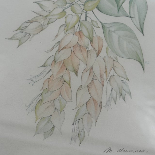 Margot Weemaes 1981 Beloperone Guttata Botanical Portfolio Print For Sale In Tampa - Image 6 of 11