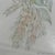 Margot Weemaes 1981 Beloperone Guttata Botanical Portfolio Print For Sale In Tampa - Image 6 of 11