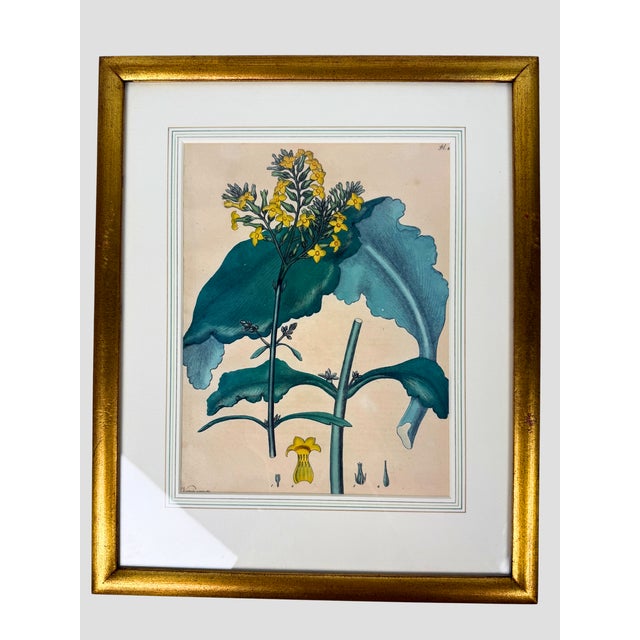 Set of 6 Antique 1797-1803 Henry Andrews Hand-Colored Botanical Engravings For Sale In Greensboro - Image 6 of 11