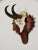 Wood Black Forest Chamois Antler Trophy Mount For Sale - Image 7 of 7