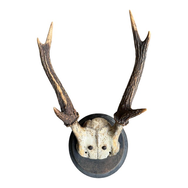 Deer Trophy 76 Black Foerst Antlers Mount For Sale