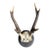Deer Trophy 76 Black Foerst Antlers Mount For Sale