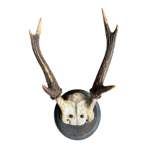 Deer Trophy 76 Black Foerst Antlers Mount
