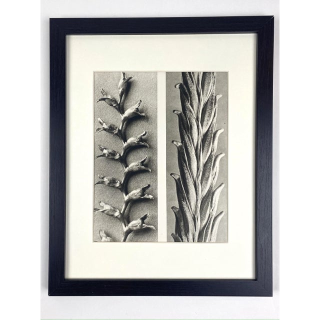 1940s Framed Vintage Botanical Blossfeldt Print - No. 22 For Sale - Image 5 of 5