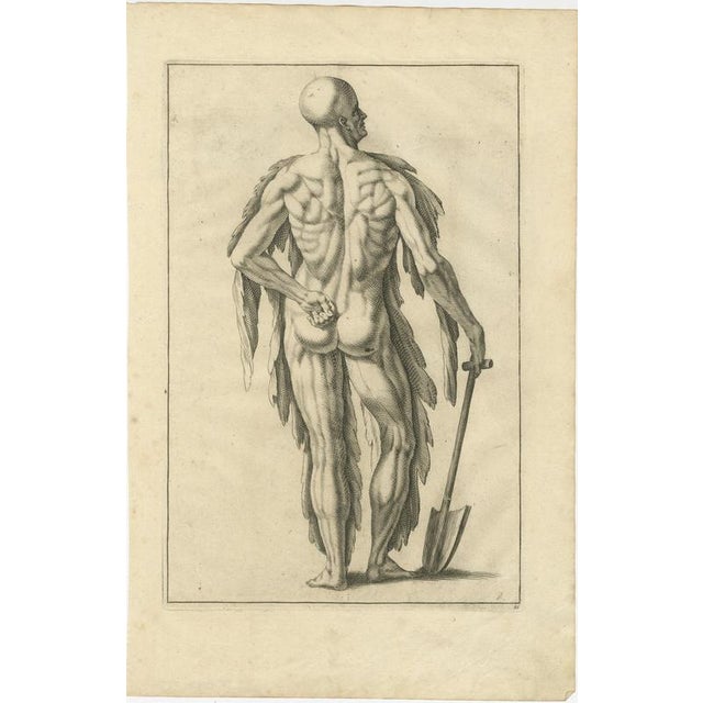 18th Century Anatomical Back Muscle Study with Shovel Academic Engraving German c1745 This finely executed academic...
