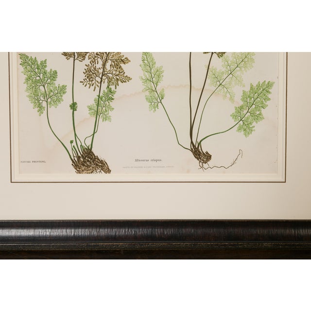 Set of Four 19th Century English Victorian Nature Printed Ferns in Black Frames For Sale - Image 12 of 12