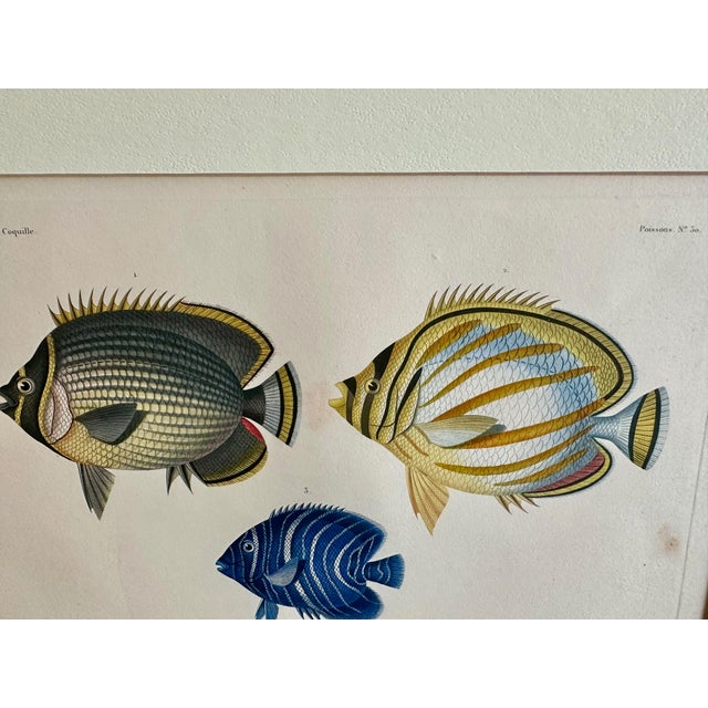 Set 3 Hand-Colored Engraving - Captain Duperry "Voyage De La Coquille" 1826 For Sale - Image 9 of 18