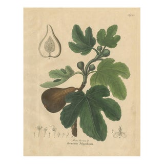 Ficus Carica, 1800s, Paper For Sale