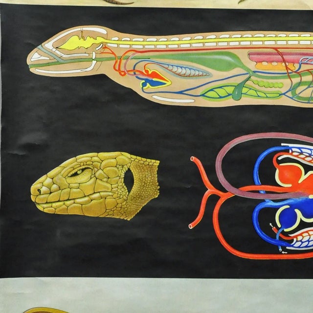 Amphibians Sand Lizard Lacerta Agilis Wallchart Art Print by Jung Koch Quentell For Sale - Image 4 of 8