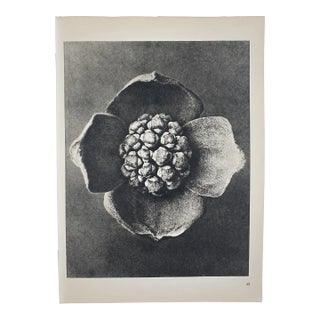 1940s Botanical Blossfeldt Print - No. 42 For Sale